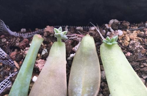 繁殖多肉的途径：砍头茎插、拿叶子催根育苗