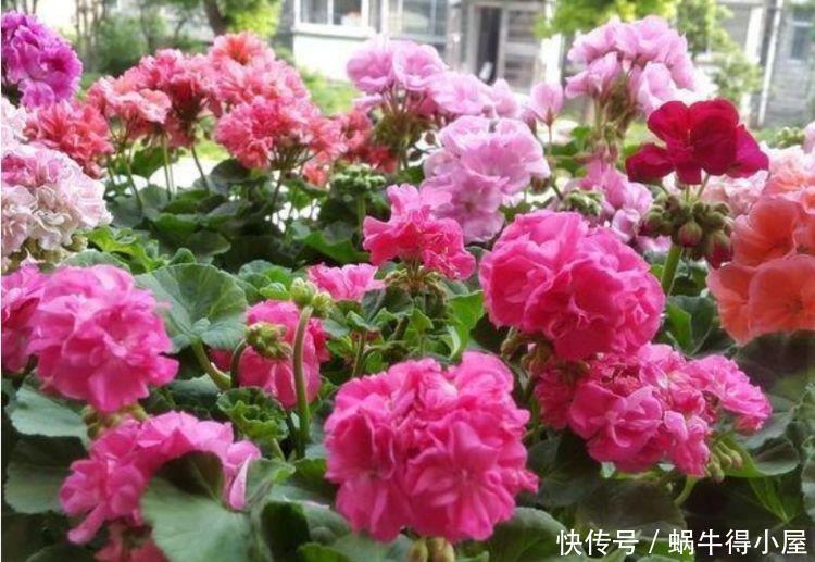 聪明人都养4种花，沾土就活，给点阳光就灿烂，开花不断！