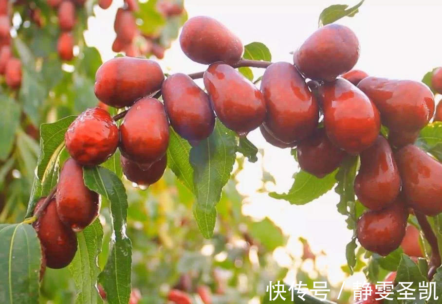 紅棗皮|紅棗是健康食品，但是3種人，可能要盡量少吃些，你在其中嗎