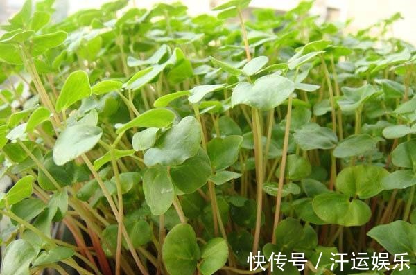 减脂|人到中年想长寿,多吃三种食物,排毒清肠,降压减脂,早吃早好