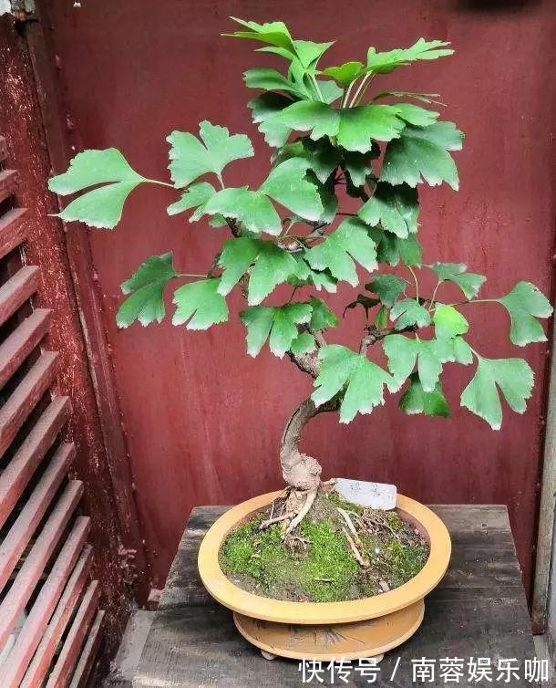 对花有一种特殊的情怀,能养几十年的花,养1盆当传家宝!