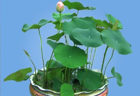 夏季|养花试试这几款，精致漂亮，芳香高雅，亭亭玉立，令人喜爱