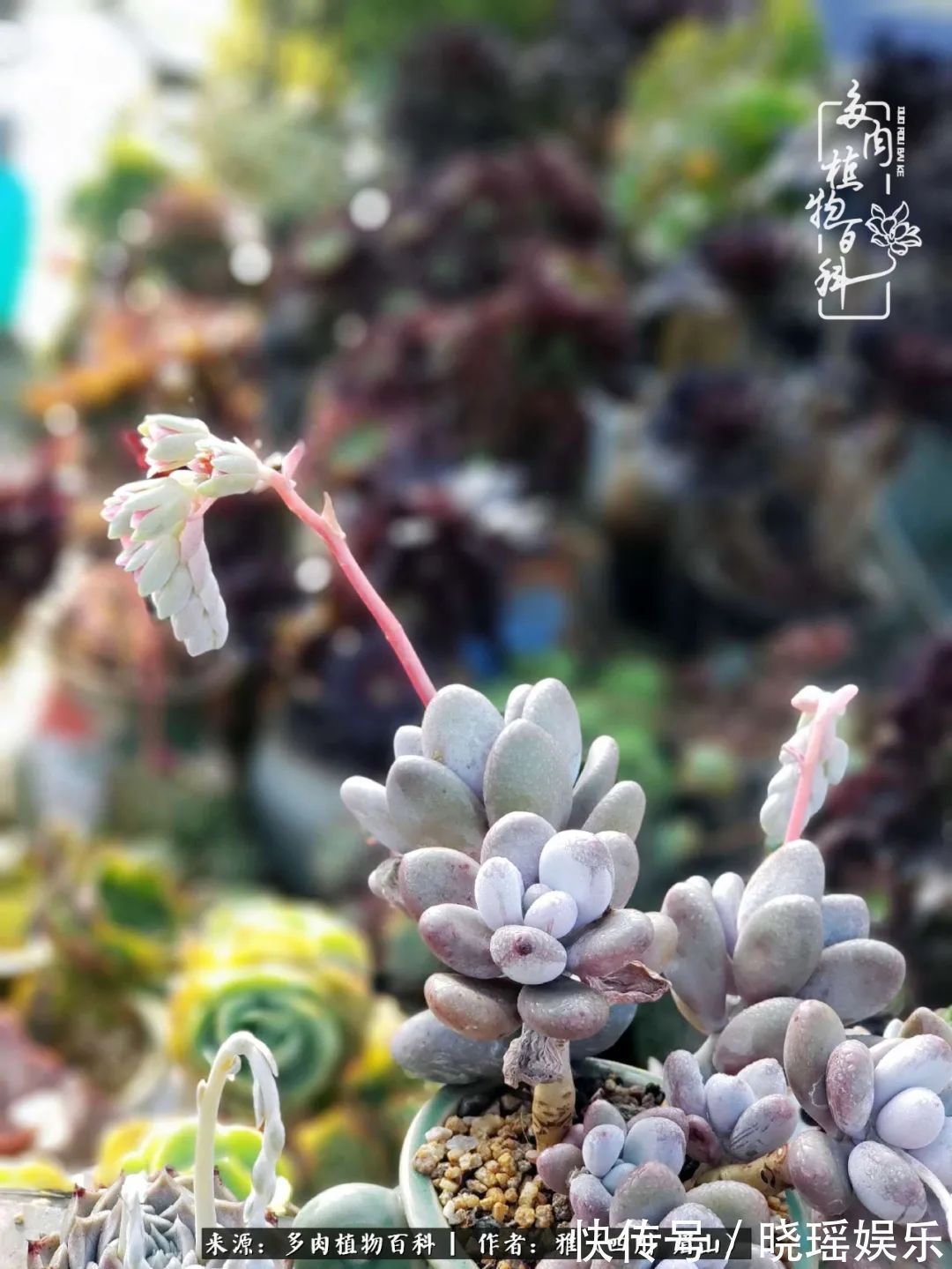 万圣节|养多肉六年,从痴迷到佛系,世事漫随流水,唯有喜爱永恒!