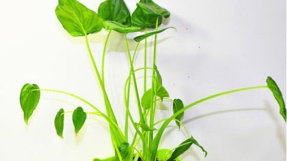 花市里的几种花,虽然好看,但是容易引起过敏要小心