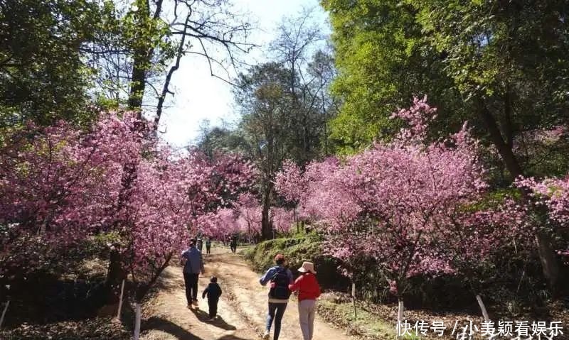 一条街|春城春意浓，西山区赏花正当时