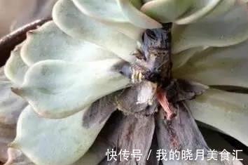 论怎样为变丑的多肉植物整容