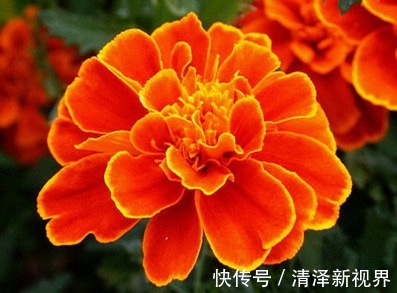 花草匠|此花,花开100天,比月季好养,比菊花好看,播种不到2月就开花