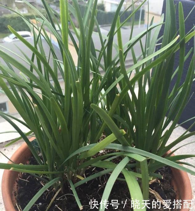 饮料瓶|谁说养花一定要用花盆,空酒瓶、饮料瓶、罐头瓶秒变养花神器!