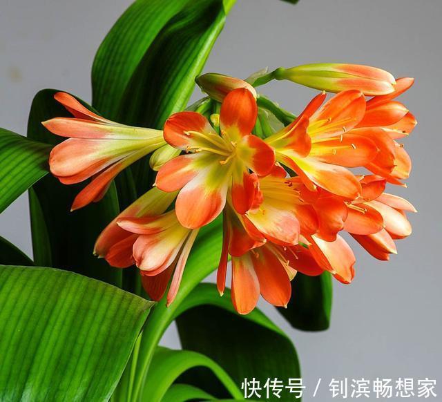 秋天养君子兰施肥是关键,3种肥料用一用,根旺叶绿,过年就开花