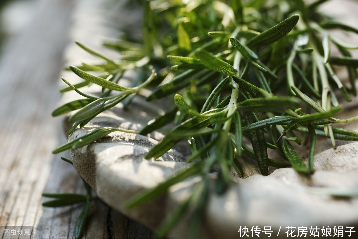 家里养一盆这种植物，不但提升“大脑能量”，还能祛食物异味