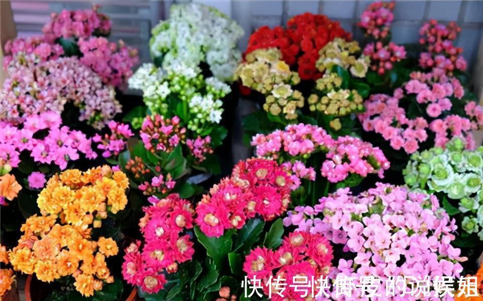 根系|寿命长的“3种花”,最喜欢用小盆栽种,盆越“小”长得越好