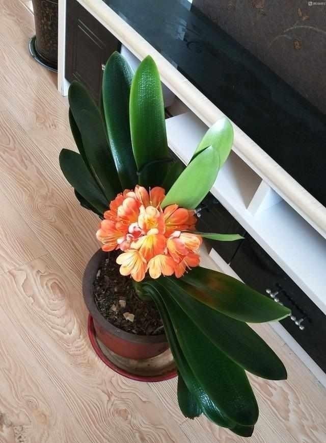 君子兰|养护君子兰有小技巧,您得给它照一照,全年可开花,不踩雷