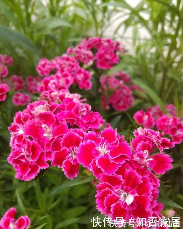 养花技巧:折腾不死的25种花,咋养都爆盆,懒人最适合