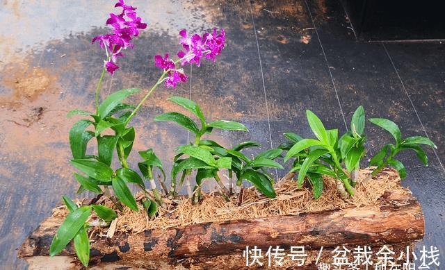 新芽|摸透2个重点,假鳞茎肥大的兰花扦插可轻松驾驭!