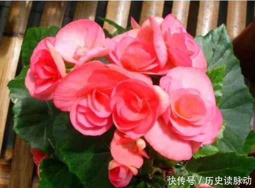 超高|颜值超高的几款花,净化空气1级棒,空气清新,高雅优美