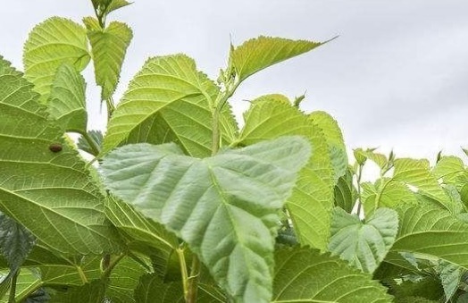 桑枝|你有脚气吗农村一种普通的树枝，专门治脚气，快速有效还免费！