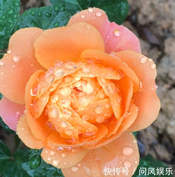 月季原来晒不死，就怕会缺水，缺水必死无疑！