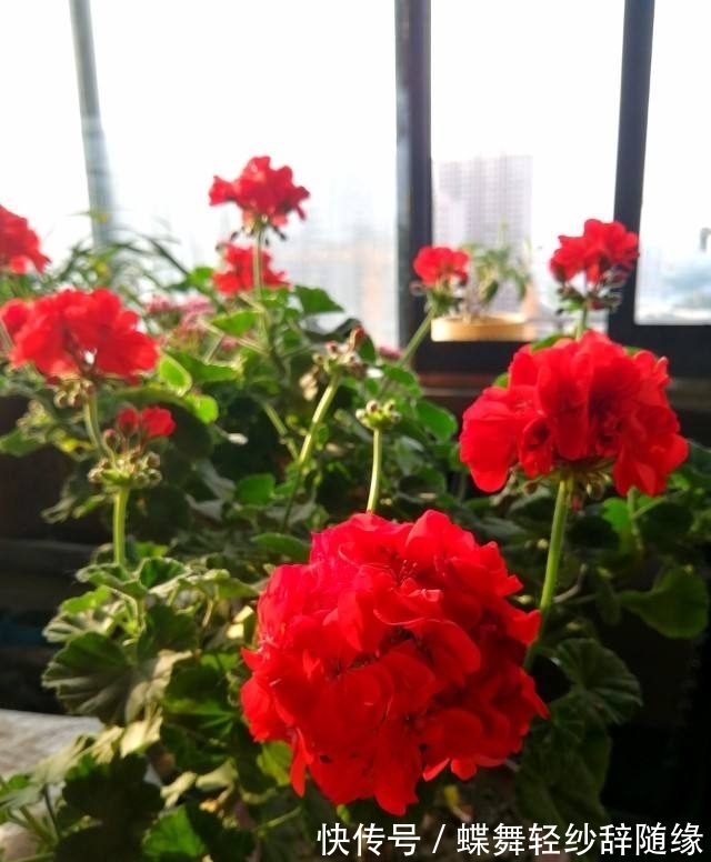 过年逛花市,老妈买了天竺葵,开花味道为啥这么奇怪?