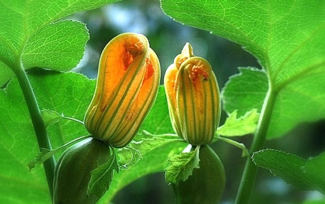 食物|女性可以坚持吃3种食物,排毒养颜、延缓衰老,越吃越年轻!