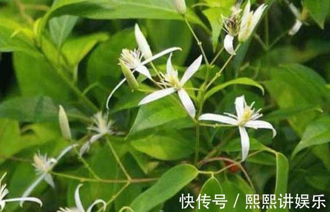 肿瘤|在农村多吃些野菜,具有抗癌、抗肿瘤、延缓衰老、美容养颜等功效