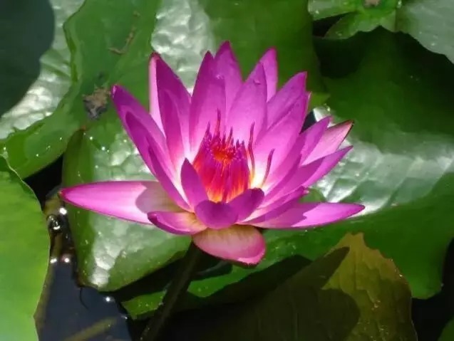 名贵植物排行,令人大开眼界!