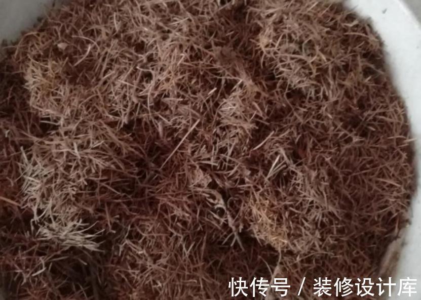 发酵|养花“法宝”松针该怎么用？单独使，加工后用，谨记这些准没错