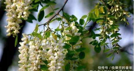 槐树|俗话说“穷看碗、富看穿,槐树不栽庭院间”,老祖宗经验之谈