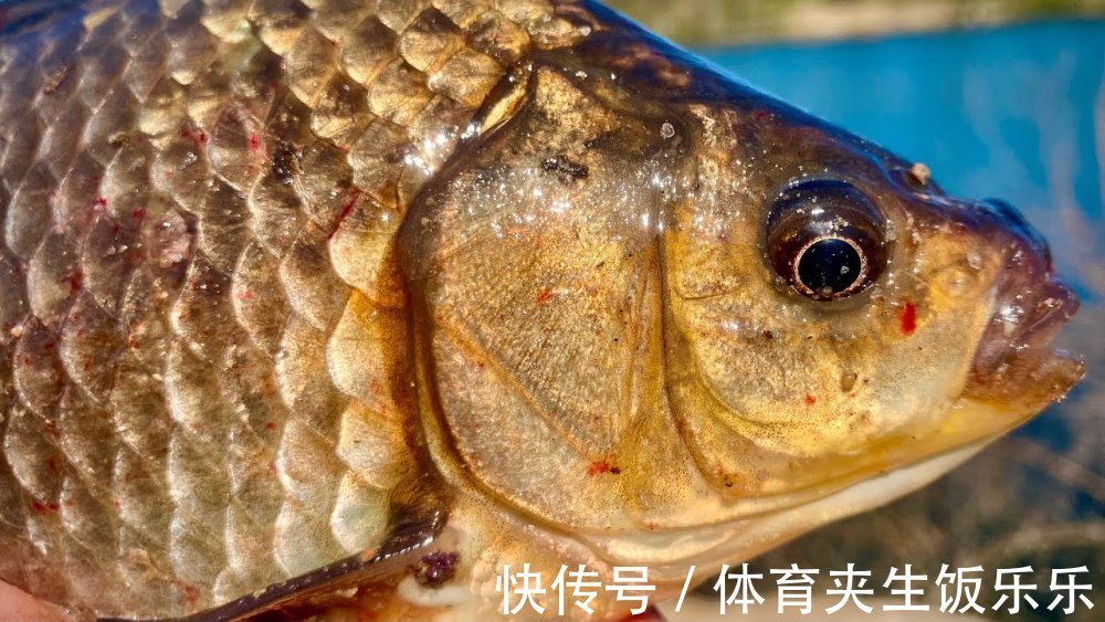 小药|如何寻找鱼窝,教你三种快速找到鱼窝技巧,在鱼窝里钓鱼事半功倍!