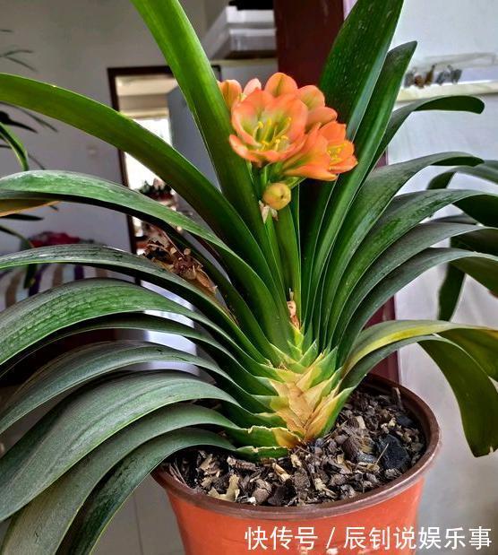 君子兰，阳台党深爱的盆栽年宵花！养护注意3细节，年年开花