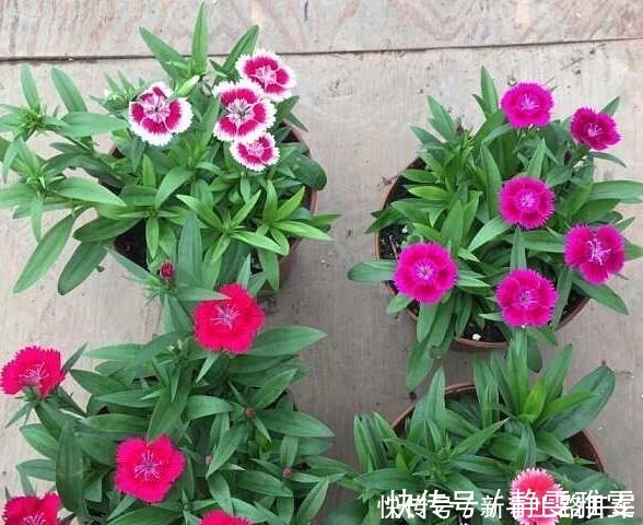 养花|养花就养1盆它，种子撒盆里，1周发芽，开花多，从春开到秋！