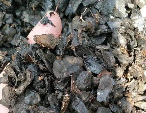 拿它一捂，长寿蟹爪兰嗖嗖冒花苞，多肉呼呼胖三圈