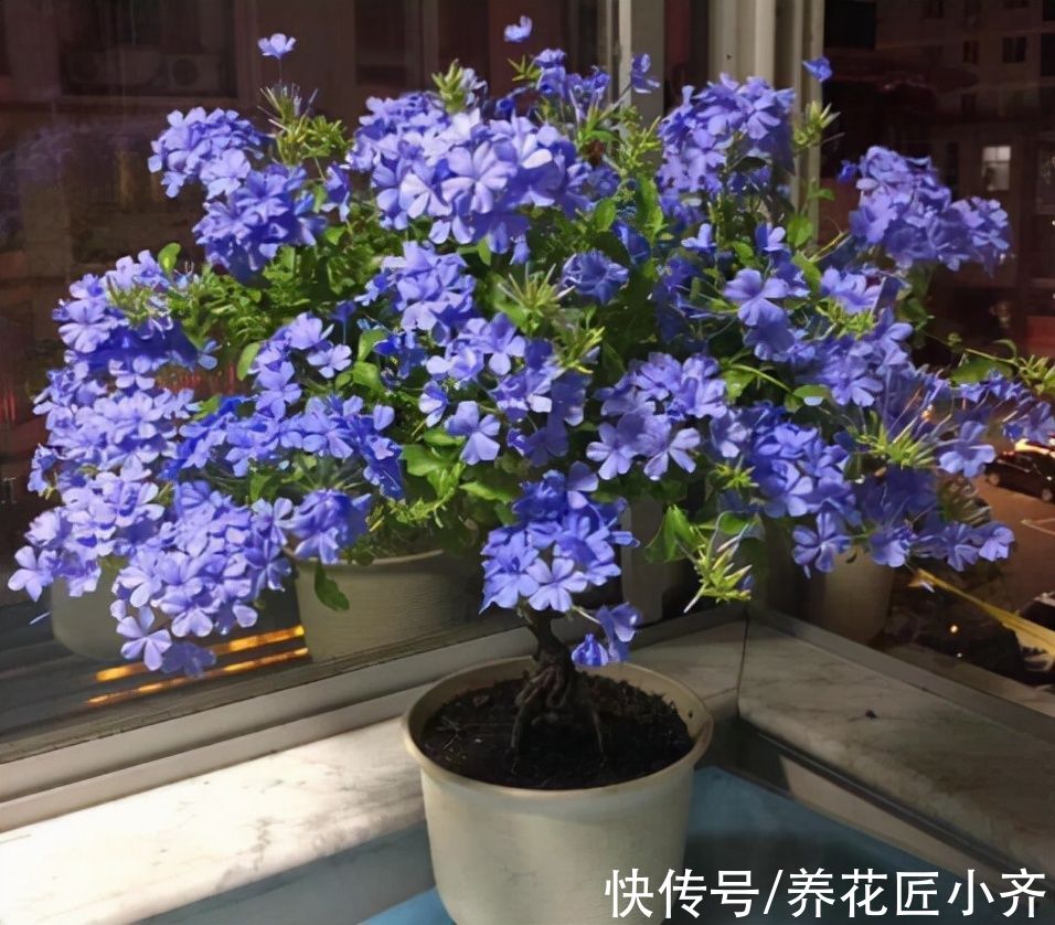 家中养着5种花，入冬赶紧剪一下，不仅容易过冬，而且来年花量大