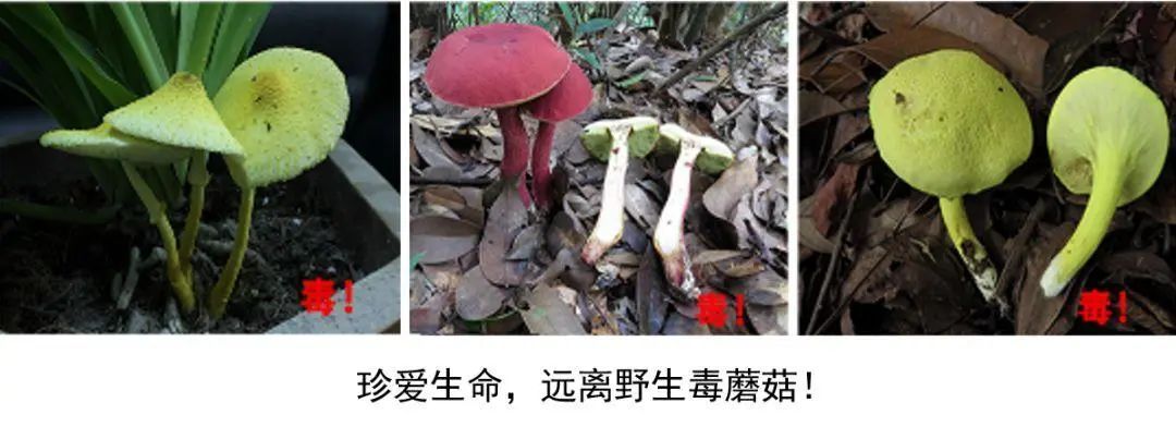 中毒|野生菌消费安全警示