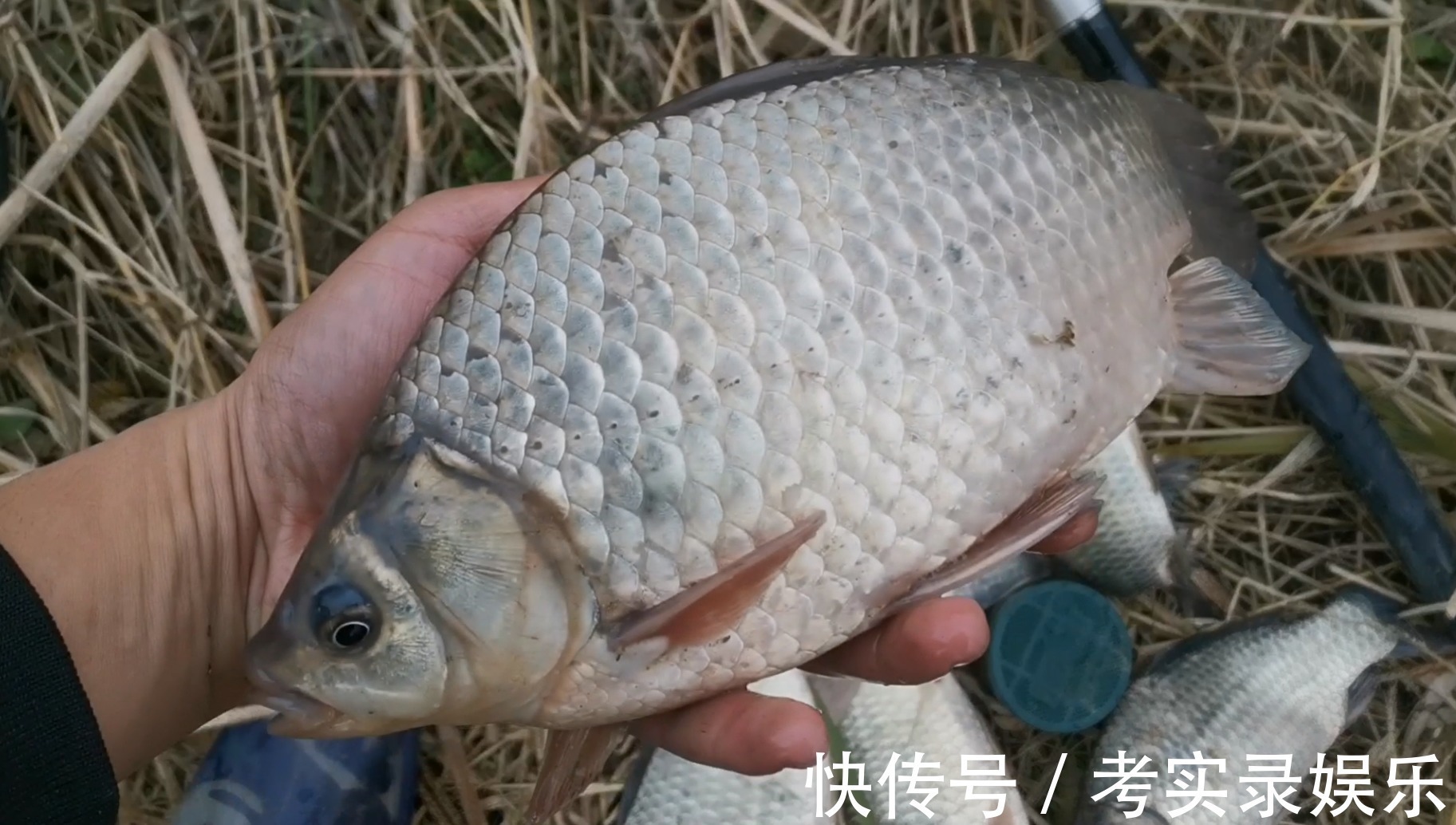 水体|测试水里有没有鱼，这3招就够了，钓鱼前试试看