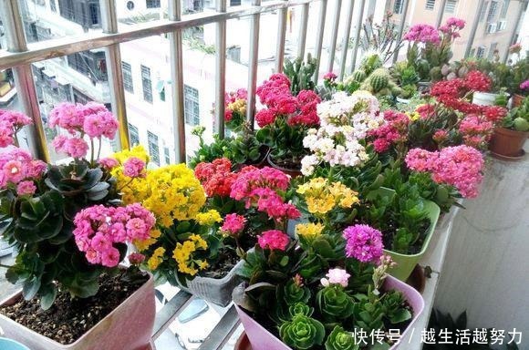 年底逛花卉市场,4种“耐养”花,建议安排起来!