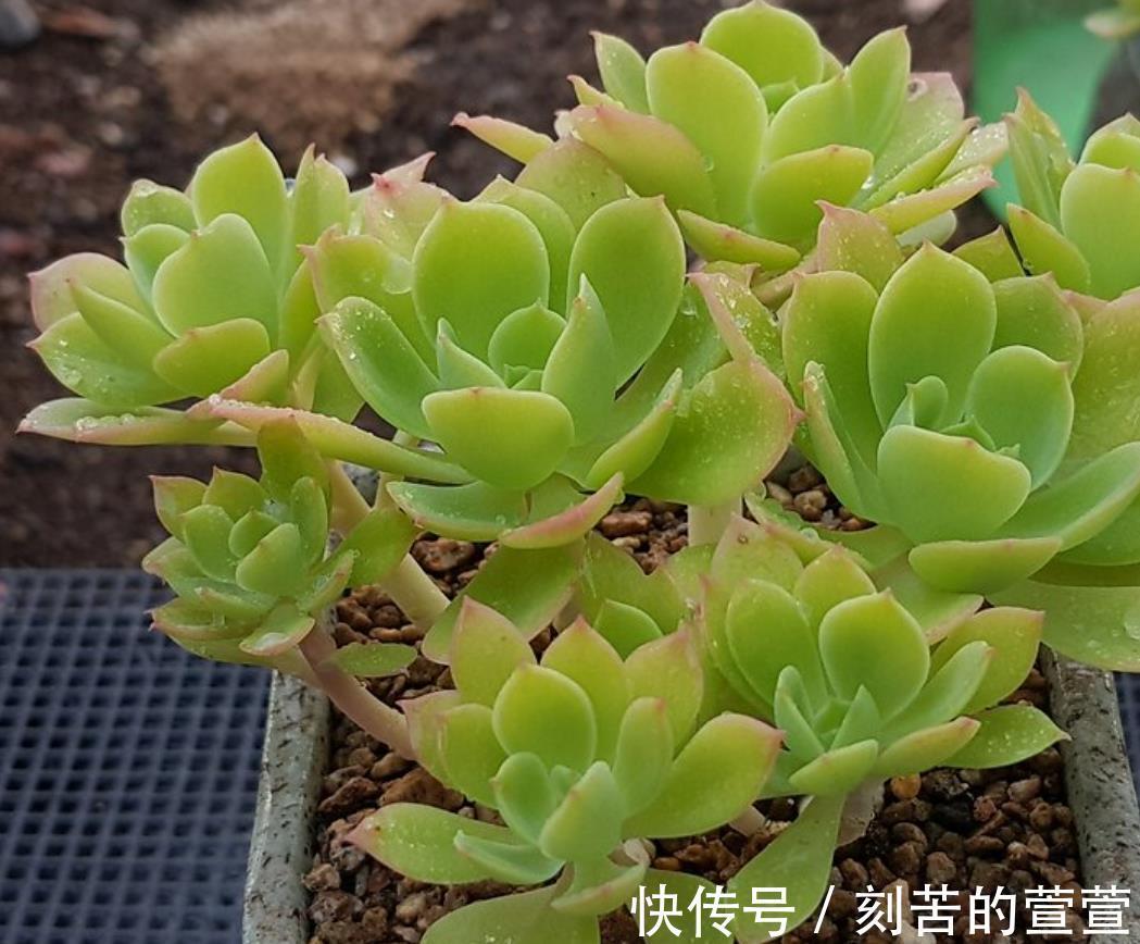 多肉柠檬玫瑰太好养了吧,4个小技巧养出手捧花,颜值超级漂亮