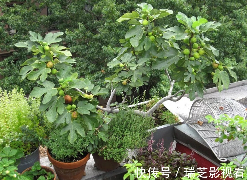 阳台养花过时了，盆栽这2款果树，赏花有果子吃，真令人羡慕