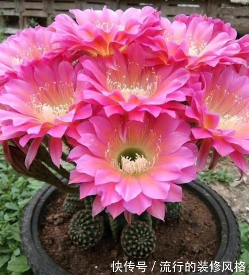 花卉|新手第一次养花,推荐4种花,种盆里不打理照样开满花