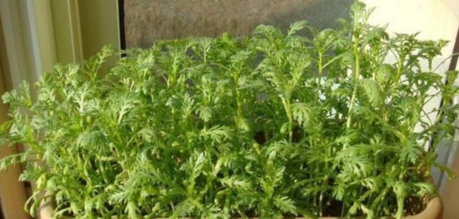 养花不如种菜,一把种子撒土里,10天就能吃,一年不用买菜!