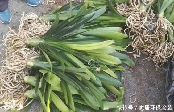 移栽|养花换盆换土知识点:夏季给这4种植物分株移栽,注意别伤根