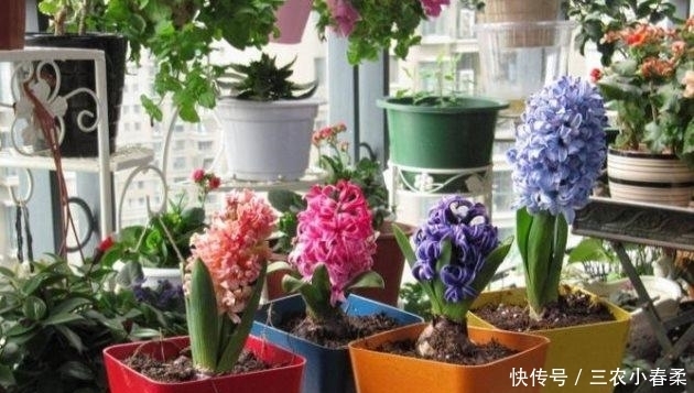 风信子有毒吗 风信子可以放在卧室内养吗 快资讯 风信子有毒吗 风信子可以放在卧室内养吗 快资讯