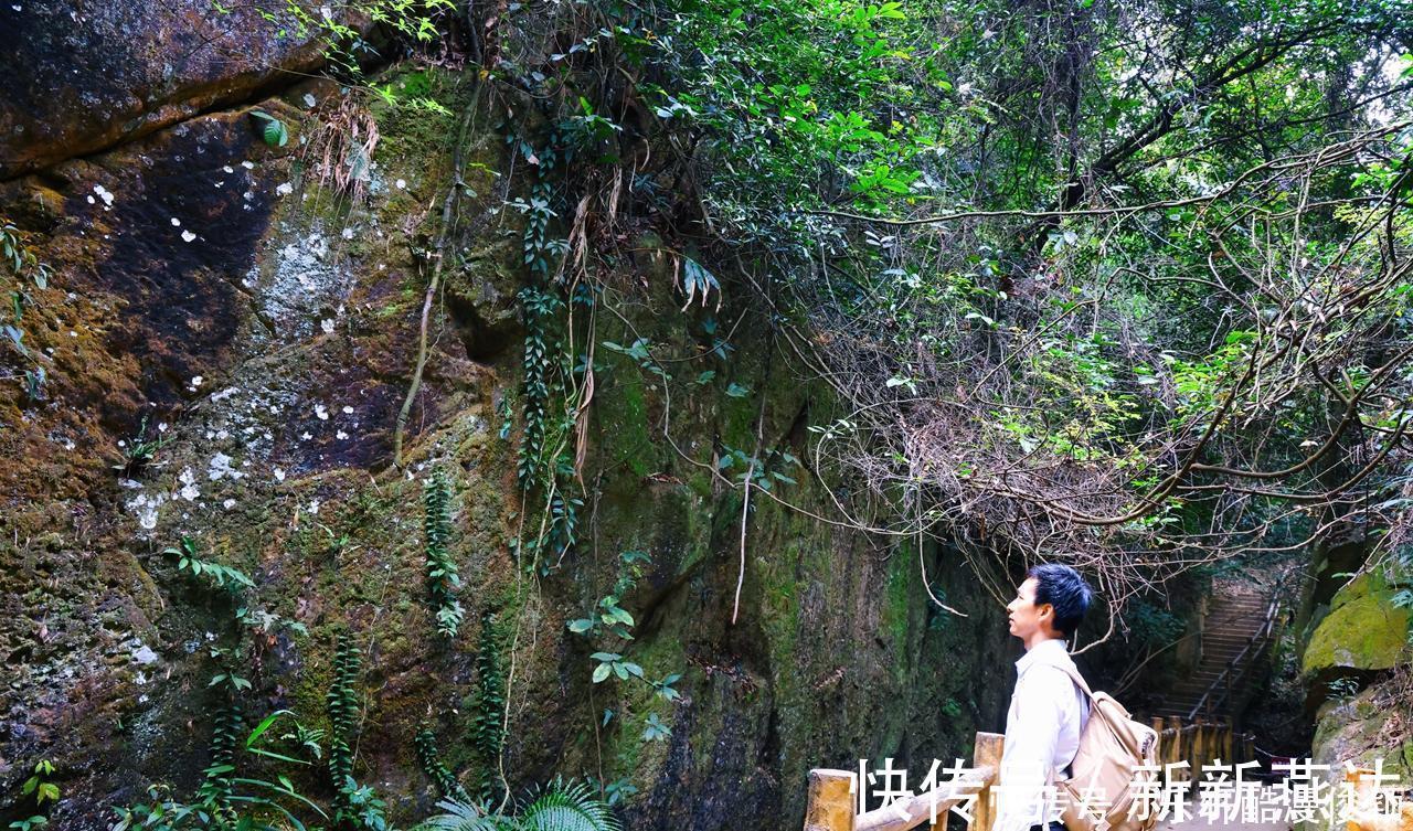 天空之镜|你想去原始森林探险吗这里有最大的树冠长廊、玻璃桥和天空之镜