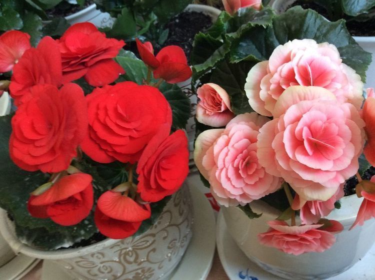 夏季最值得养的花,一年四季开不断,漂亮似玫瑰,是盆栽观赏佳品