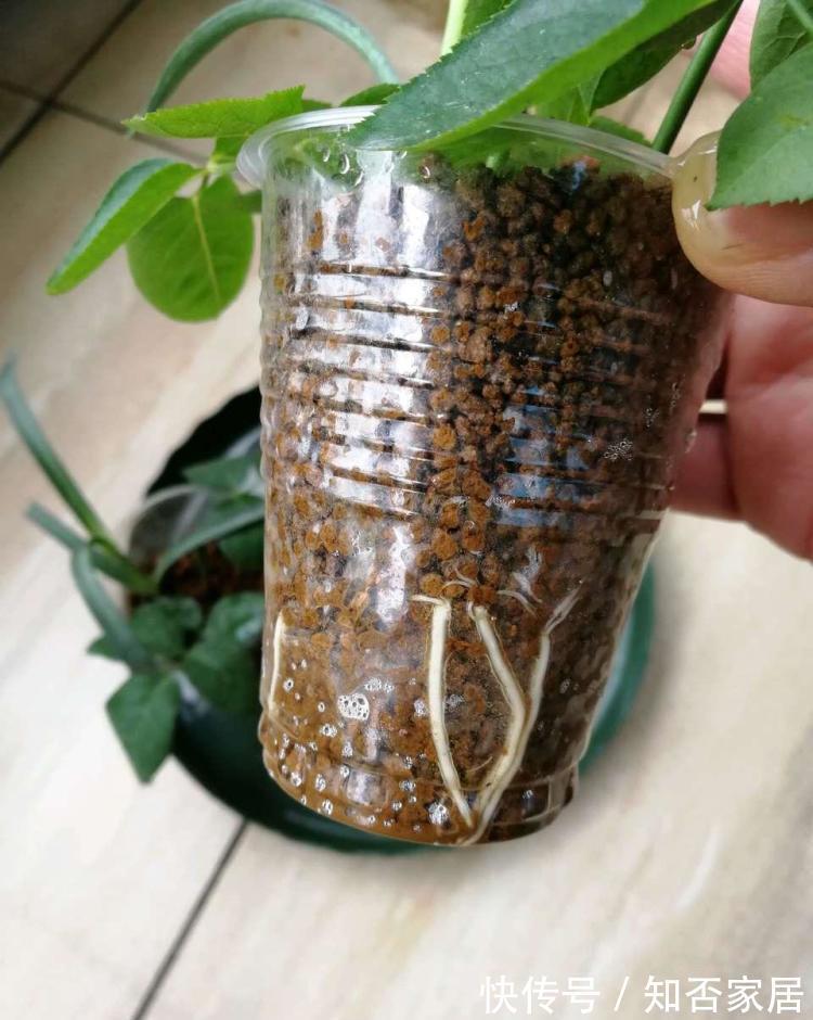 小孔|废弃的塑料瓶子,经过简单的加工处理就是非常好的养花材料