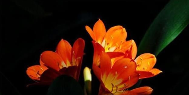  方法|君子兰夹箭，叶子长歪的正确处理方法