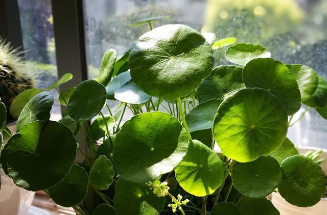 硫酸亚铁|40年老花友的养花浇水秘方，今天分享给大家