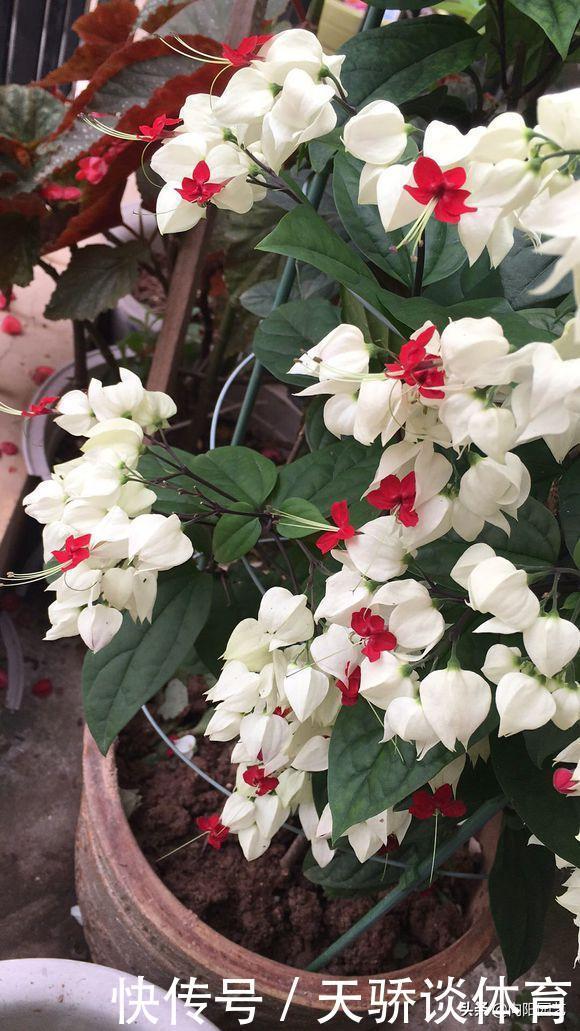 家庭养花,这5种必选,花期长开花量大,尤其是龙吐珠太美了