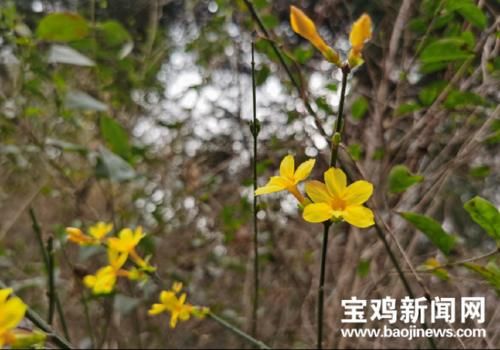 玉渊潭|宝鸡炎帝园：初春时节 踏春赏花正当时