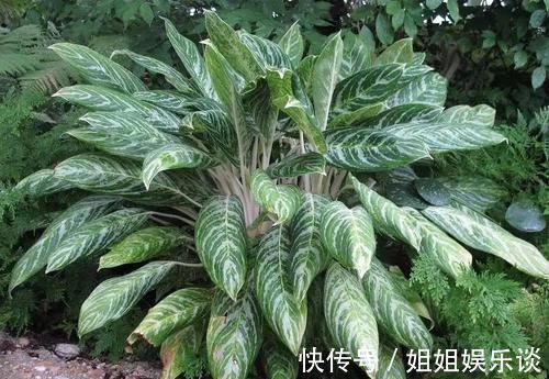 浇水|17种适合生长在弱光处的室内植物,可以摆放在家里的任何角落
