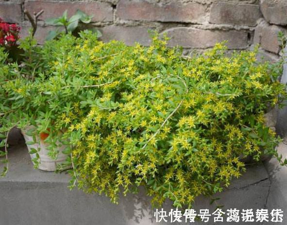 这种盆栽绿植比绿萝还好养，不用管也能爆盆，关键时刻能救命！